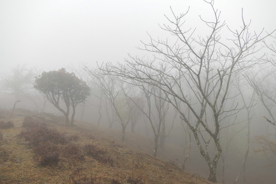 菌子山雨雾风光