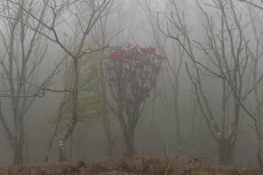菌子山雨雾风光
