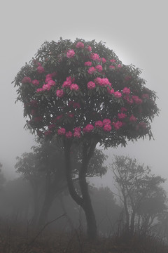 菌子山雨雾风光