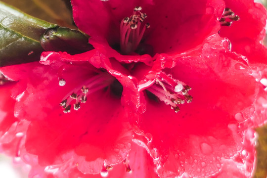 菌子山雨雾风光