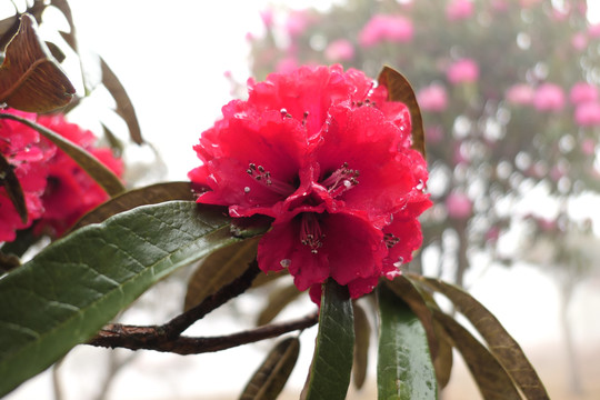 菌子山雨雾风光