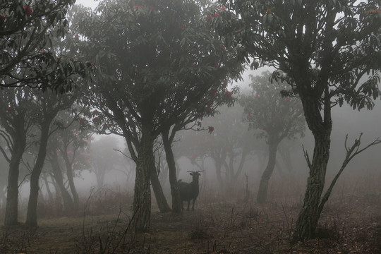 菌子山雨雾风光