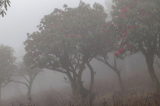 菌子山雨雾风光