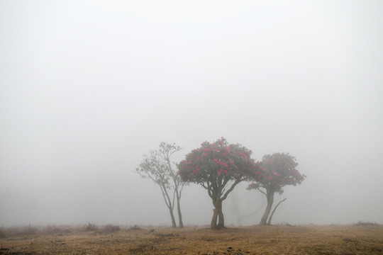 菌子山雨雾风光