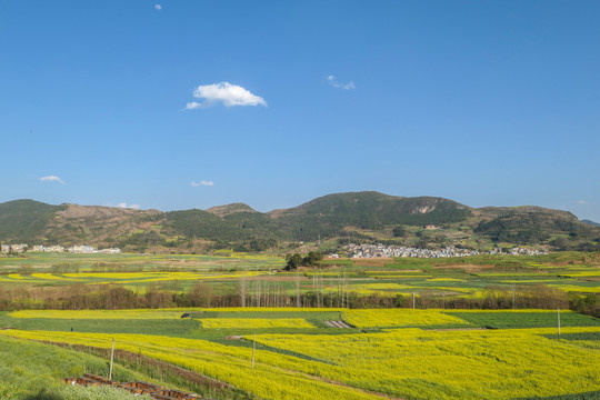 师宗油菜花风光