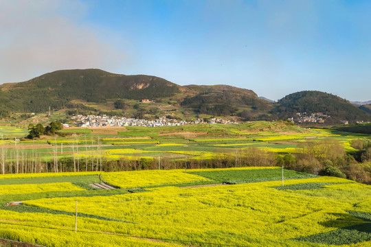 师宗油菜花风光