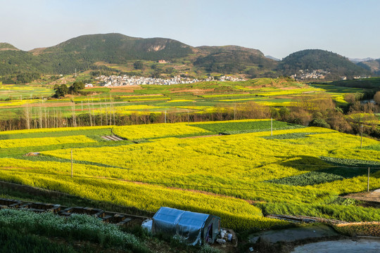 师宗油菜花风光