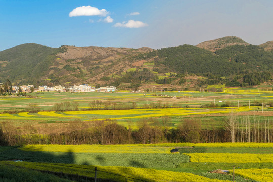师宗油菜花风光