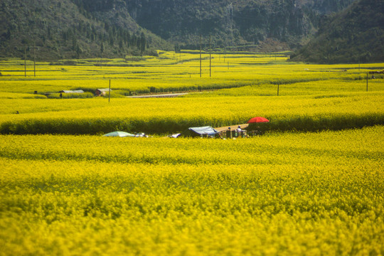 罗平螺丝田油菜花风光