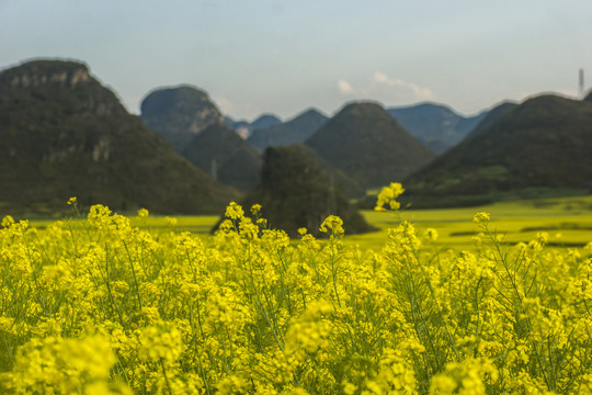 罗平螺丝田油菜花风光