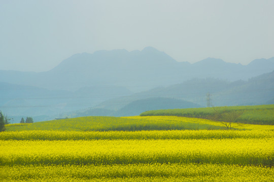 罗平螺丝田油菜花风光