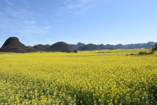 罗平螺丝田油菜花风光