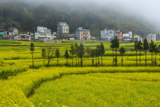 罗平螺丝田油菜花风光