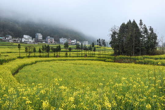 罗平螺丝田油菜花风光