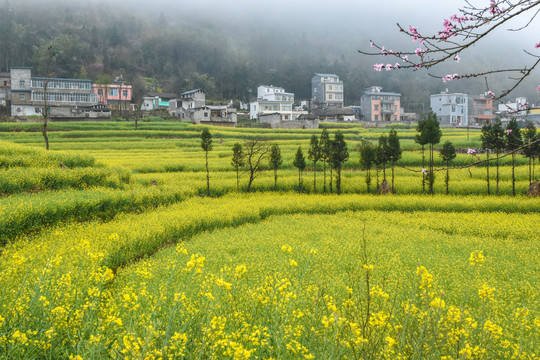 罗平螺丝田油菜花风光