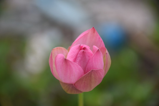 微莲花苞