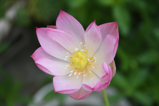 微型莲花