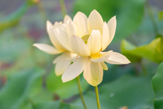 黄色荷花