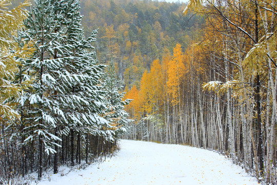 秋季彩林雪路