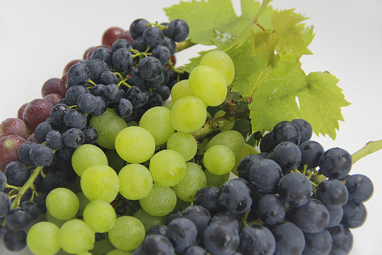 多品种好葡萄