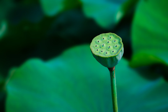 荷花莲花