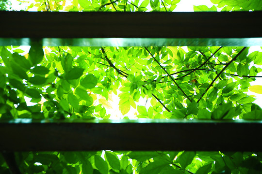 绿色树叶背景素材