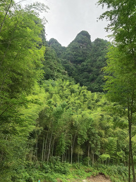 竹林与山