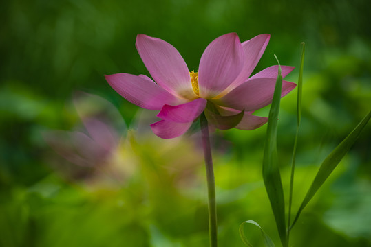 红荷