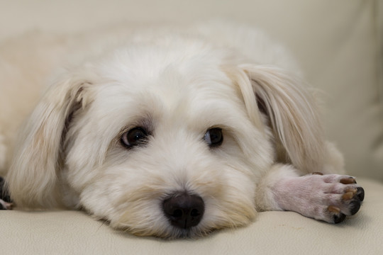 憨厚机灵的图莱亚尔绒毛犬