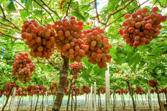 葡萄园里成熟的红葡萄提子