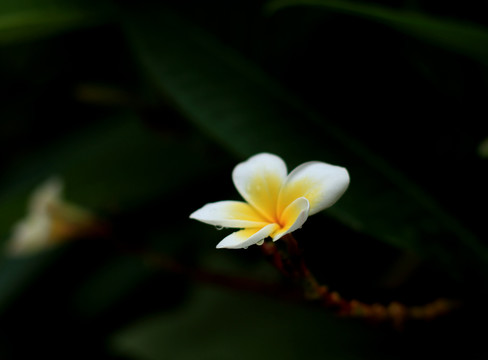 鸡蛋花