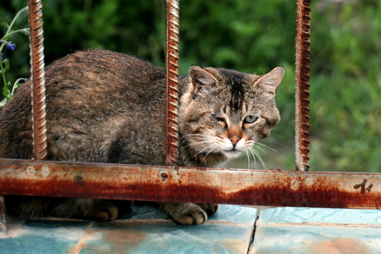 铁栅栏旁边的猫咪