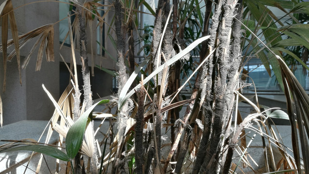 棕竹根茎特写