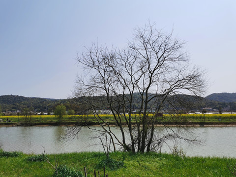 枯树河流油菜花风景照