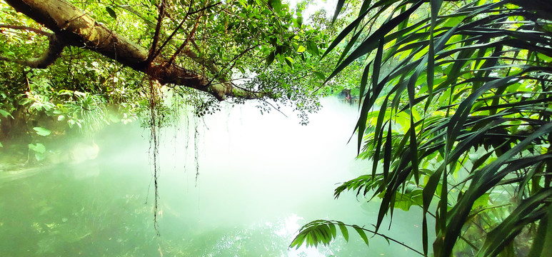 热带雨林美景