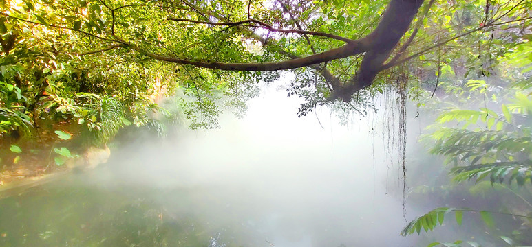 热带雨林美景