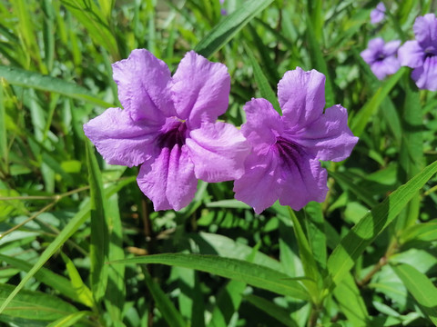 蓝花草