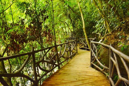 森林栈桥
