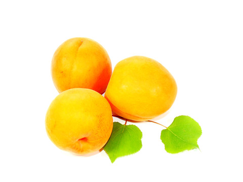 白底黄杏