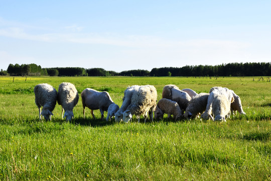 生态养羊业