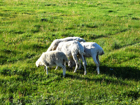 肉羊生态养殖