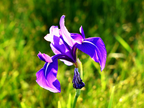 马兰花