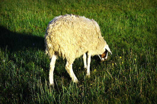 一只绵羊