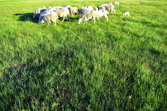 绿色养羊业
