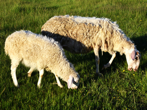养殖毛羊