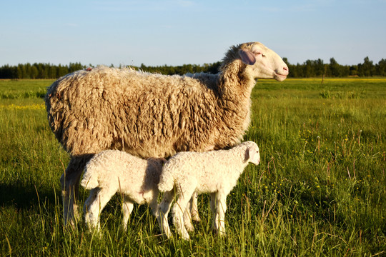 母羊和羊羔