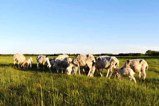 绵羊生态养殖