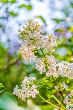 开放的木犀科植物白丁香花