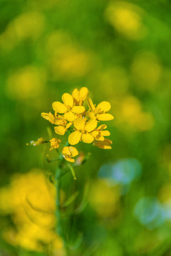 油菜花