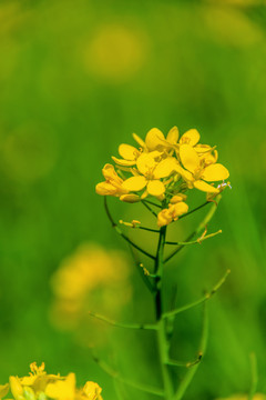 油菜花